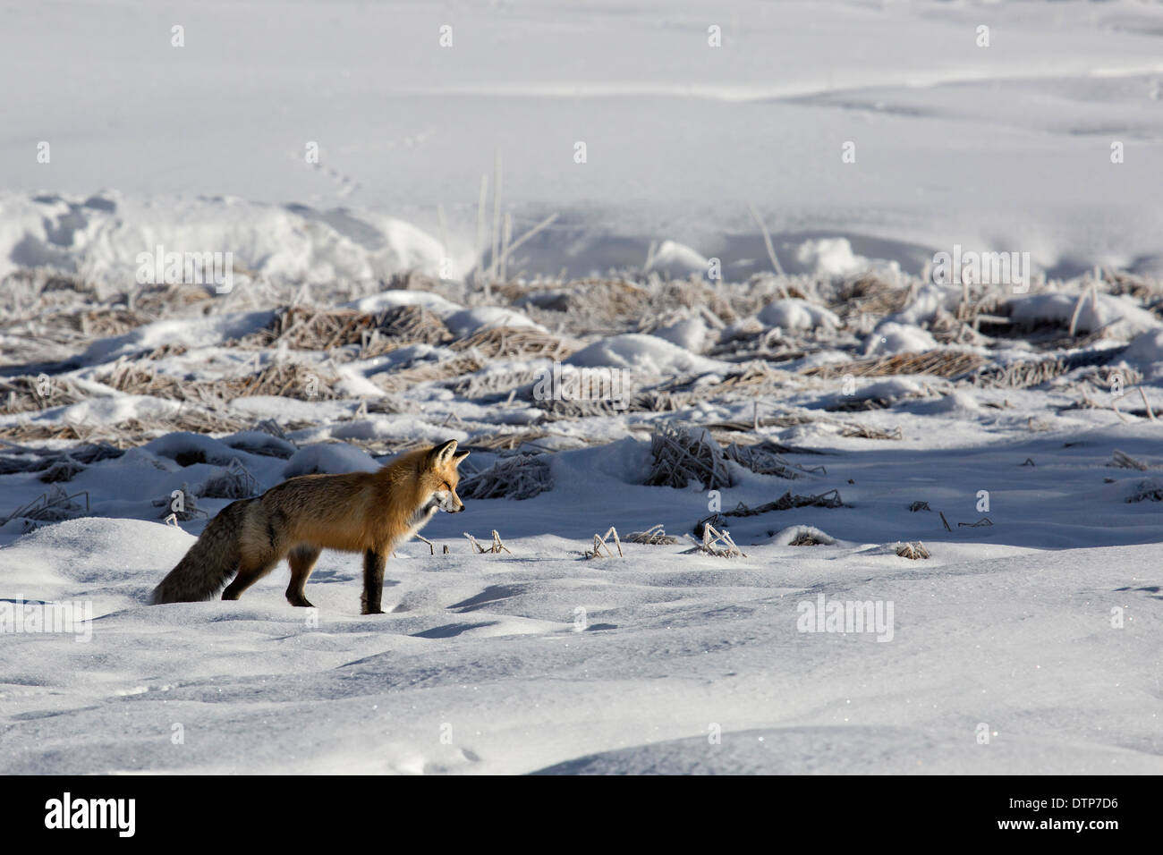Une chasse au renard rouge terrasse près de printemps en hiver, dans la région de Yellowstone Parc National de Yellowstone, Wyoming. Banque D'Images