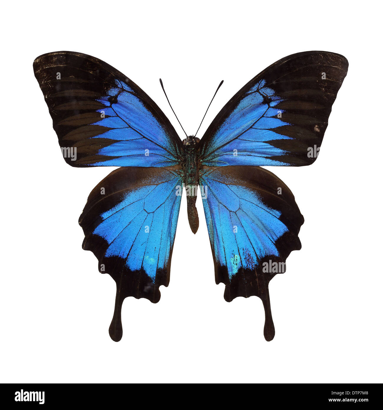 Papilio ulysses Banque D'Images