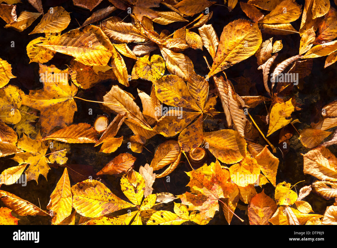 De nombreux gros plan jaune et marron marron feuilles sur l'eau à l'automne Banque D'Images