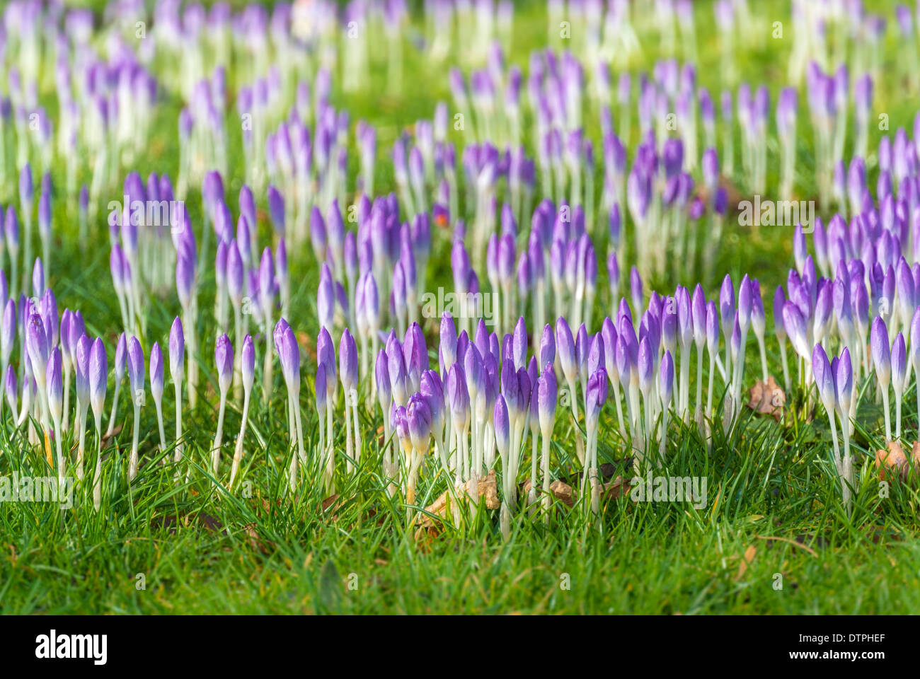 Fleurs Crocus émergeant de l'herbe Banque D'Images