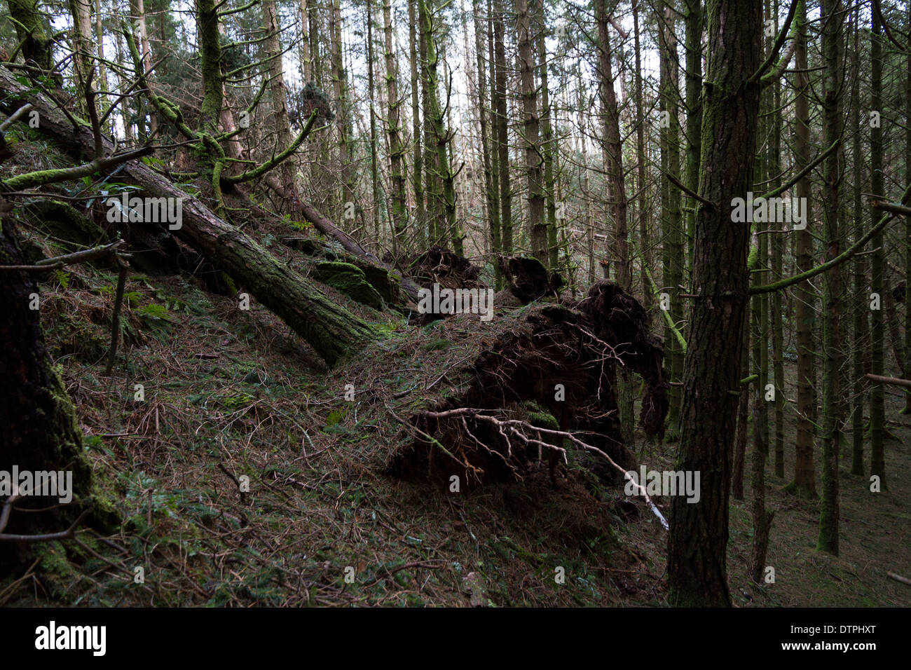Les arbres endommagés par la tempête dans une forêt de plantation Banque D'Images