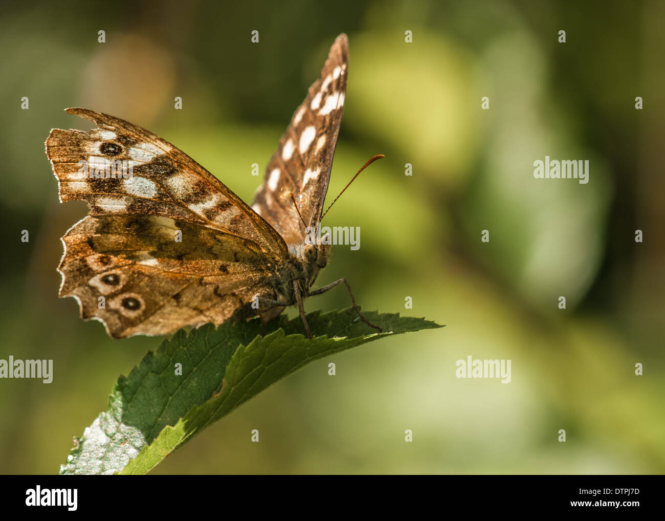 Bois moucheté butterfly / / pararge aegeria Banque D'Images