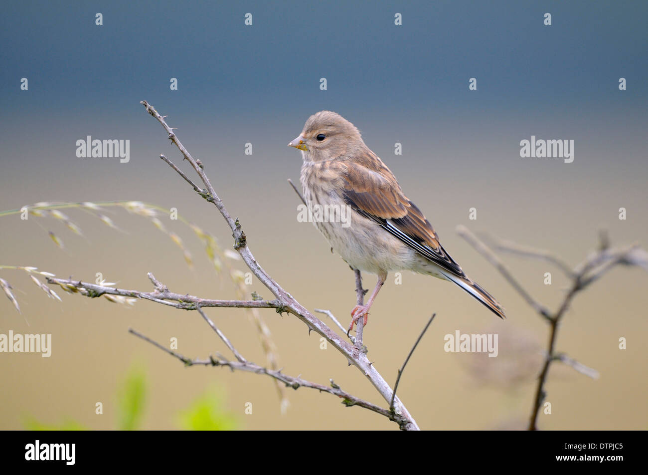 Linnet, juvénile, réserve naturelle Dingdener Heide, Rhénanie du Nord-Westphalie, Allemagne / (Carduelis cannabina, Acanthis cannabina) Banque D'Images