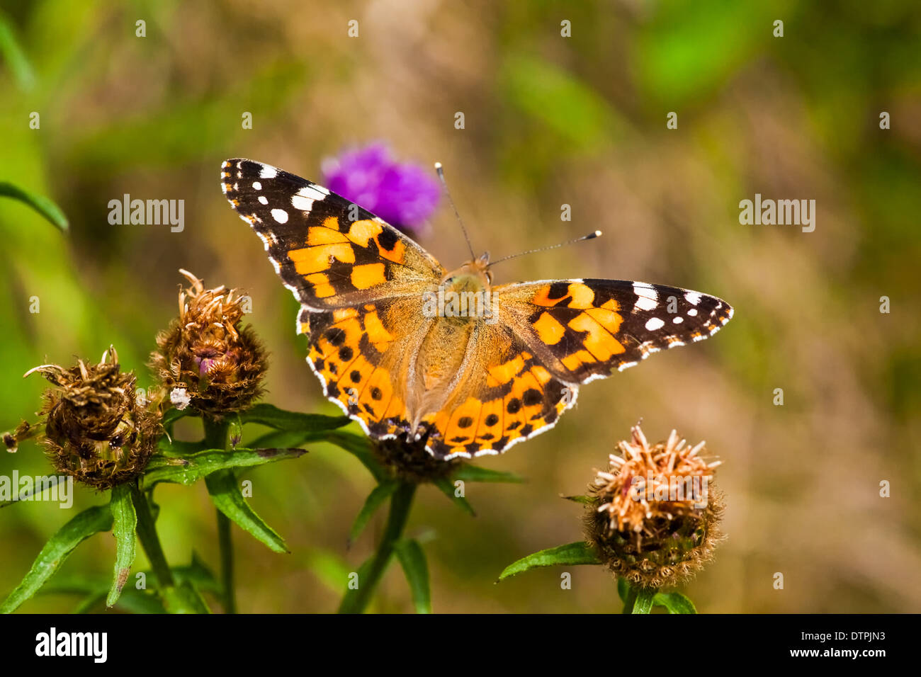 Painted lady Butterfly / Vanessa cardui Banque D'Images