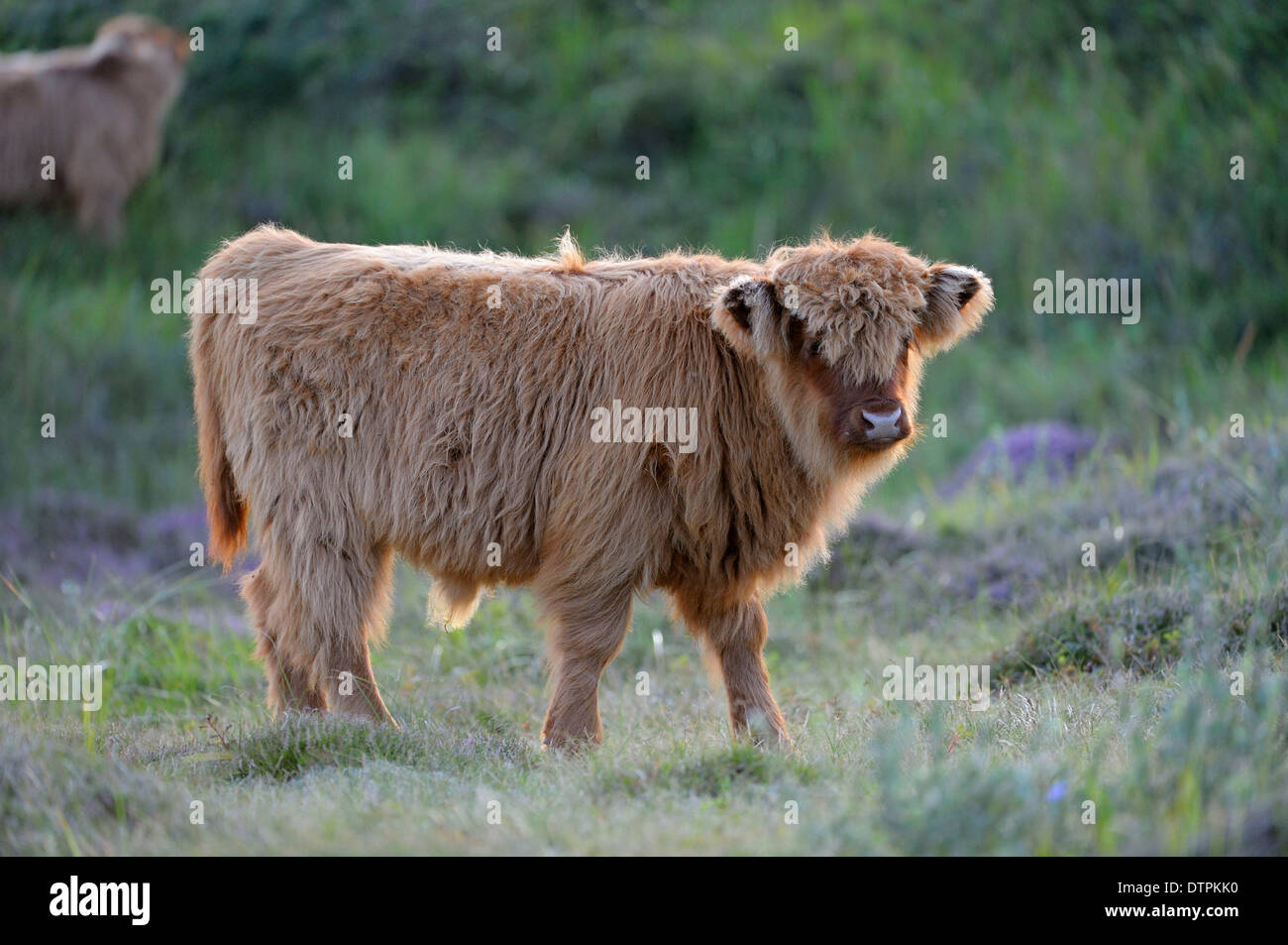 Highland cattle, veau, réserve naturelle de Bollekamer, île de Texel, Pays-Bas Banque D'Images
