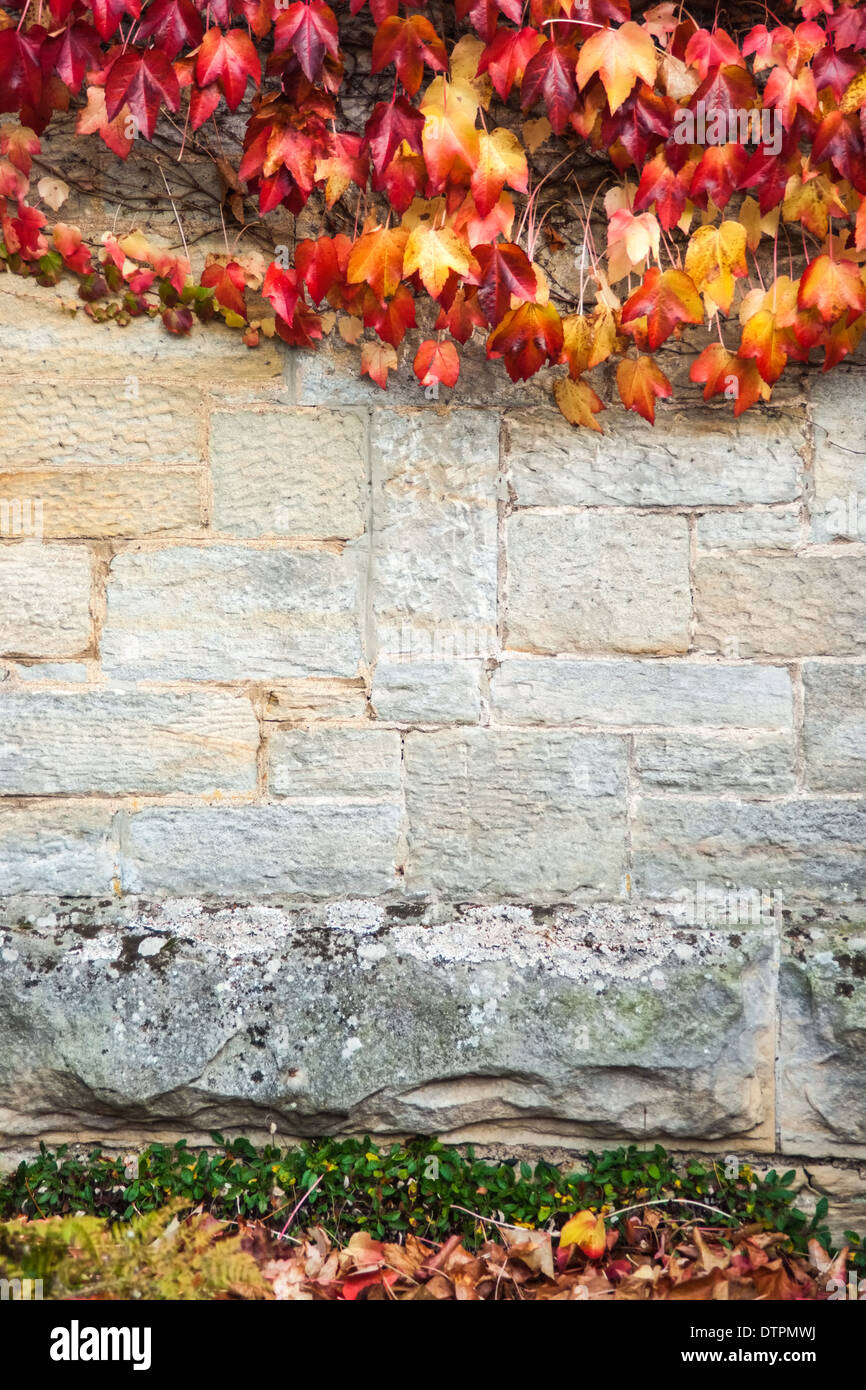 Arrière-plan de lierre rouge / Texture Banque D'Images