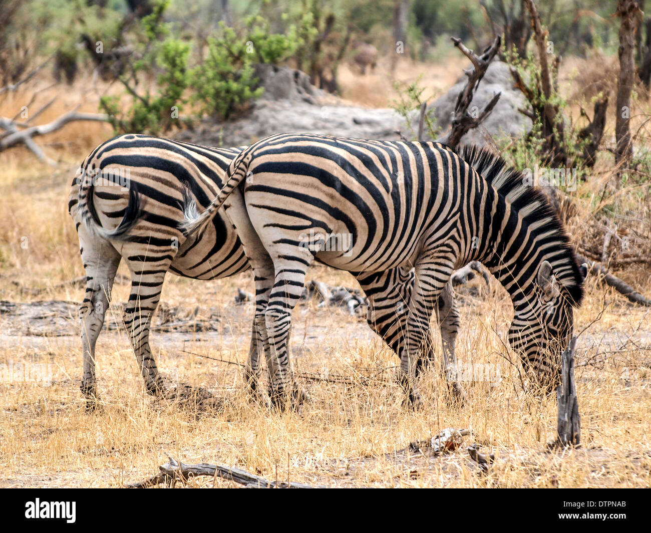 Zebra groupe dans l'herbe jaune Banque D'Images