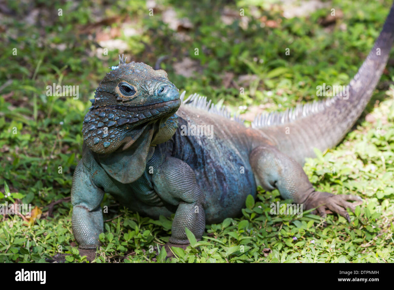 Une espèce en voie d'iguane bleu mâle dans l'herbe au Jardin botanique de la reine Elizabeth II sur l'île Grand Caïman, Îles Caïmans Banque D'Images