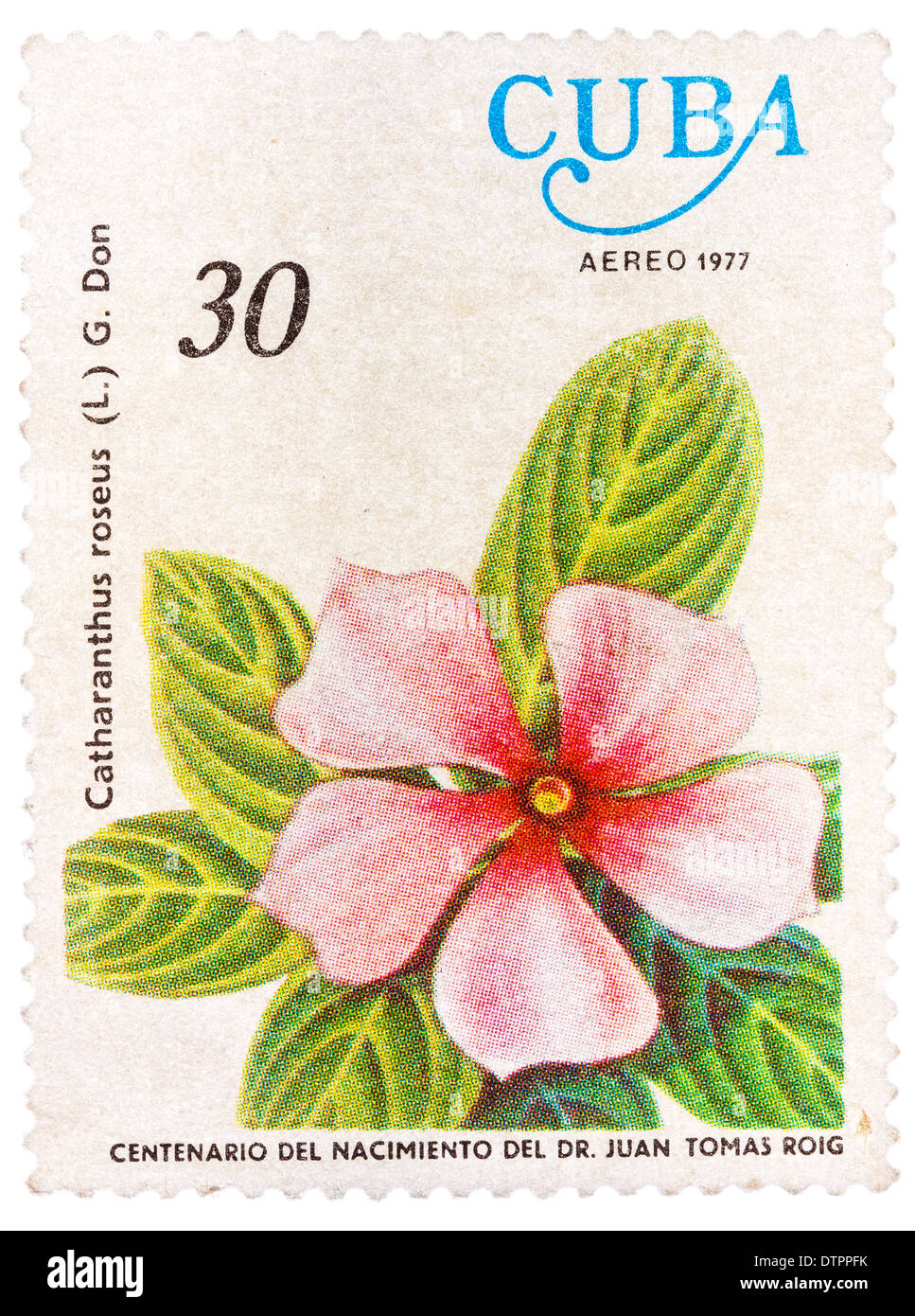 Droit de timbre représente un Vinca rosea avec l'inscription 'Catharanthus roseus (L.) G. Don' Banque D'Images