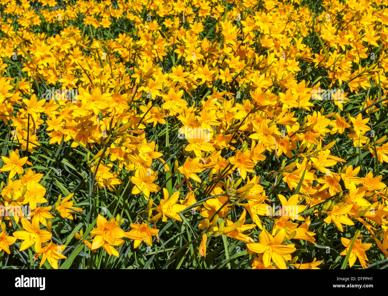 Grand groupe de fleurs de l'hémérocalle jaune Banque D'Images