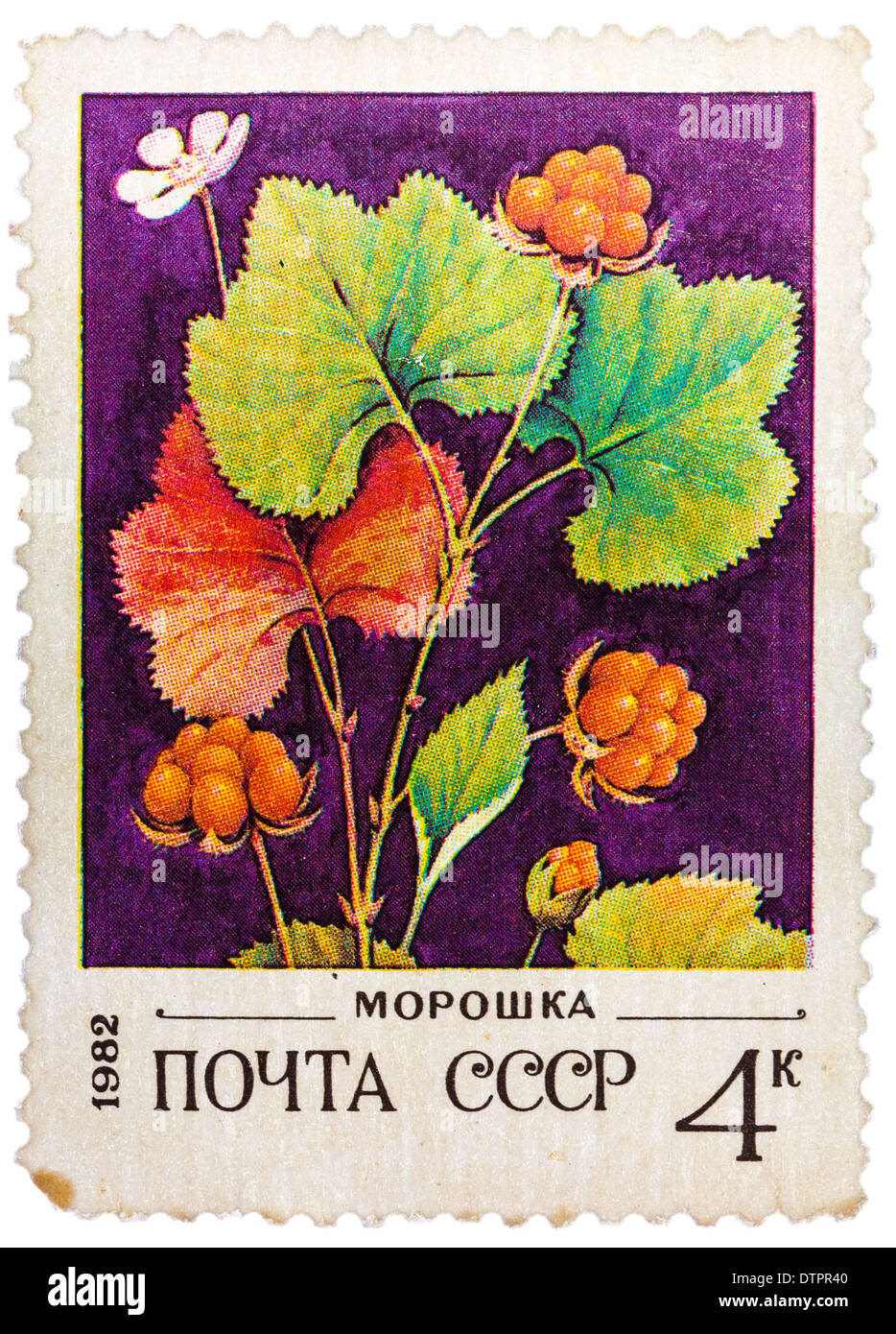 Ost de timbres en URSS (CCCP, Union soviétique) montre l'image de l'airelle Banque D'Images
