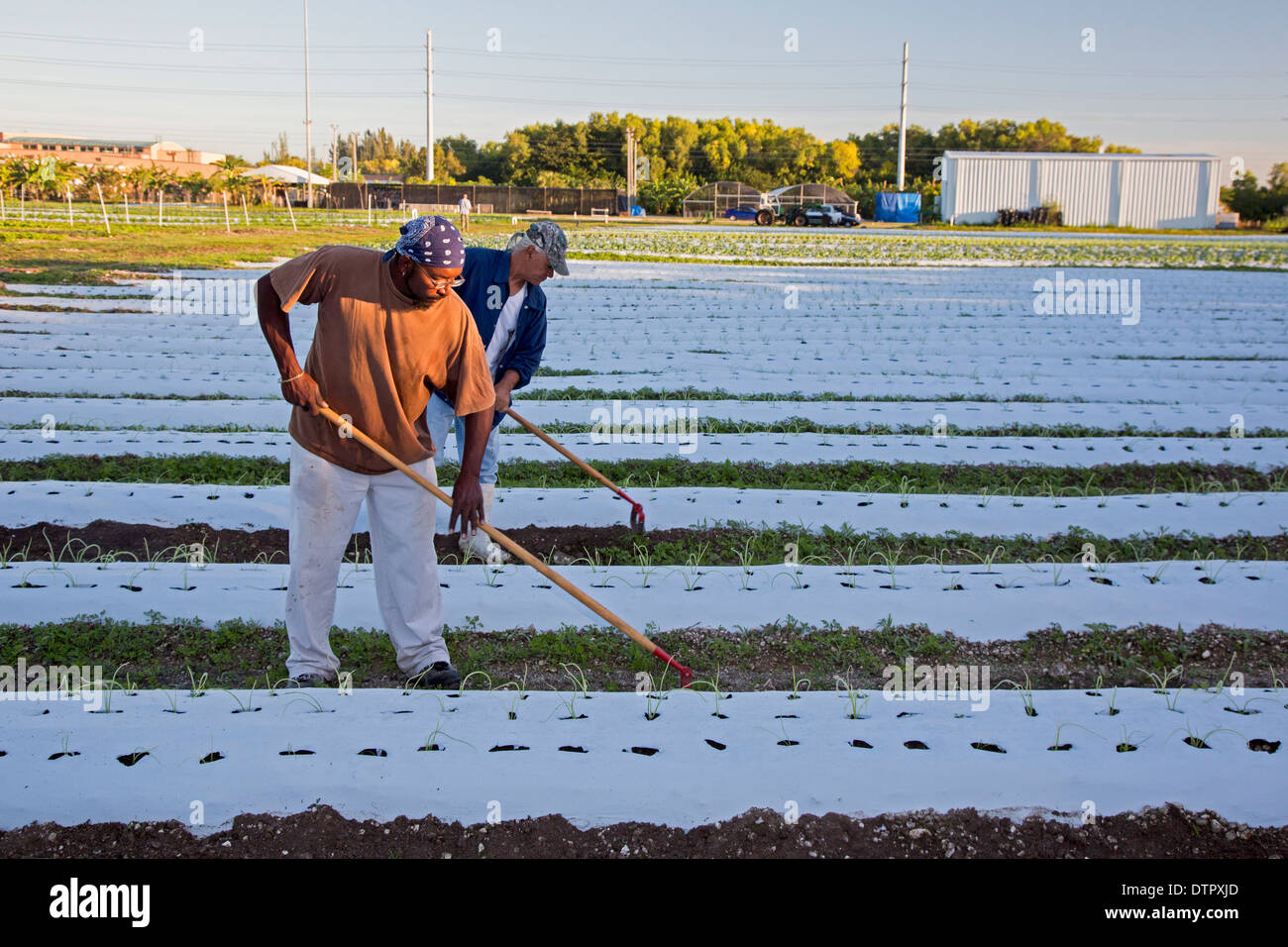 Ferme biologique près de Miami qui emploie des personnes d'anciens sans-abri. Banque D'Images