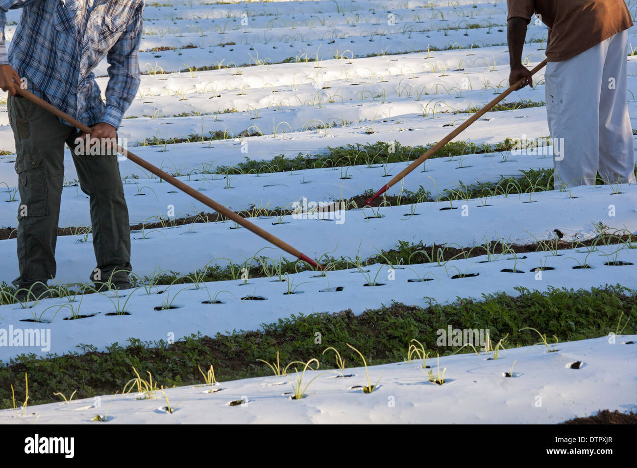 Ferme biologique près de Miami qui emploie des personnes d'anciens sans-abri. Banque D'Images