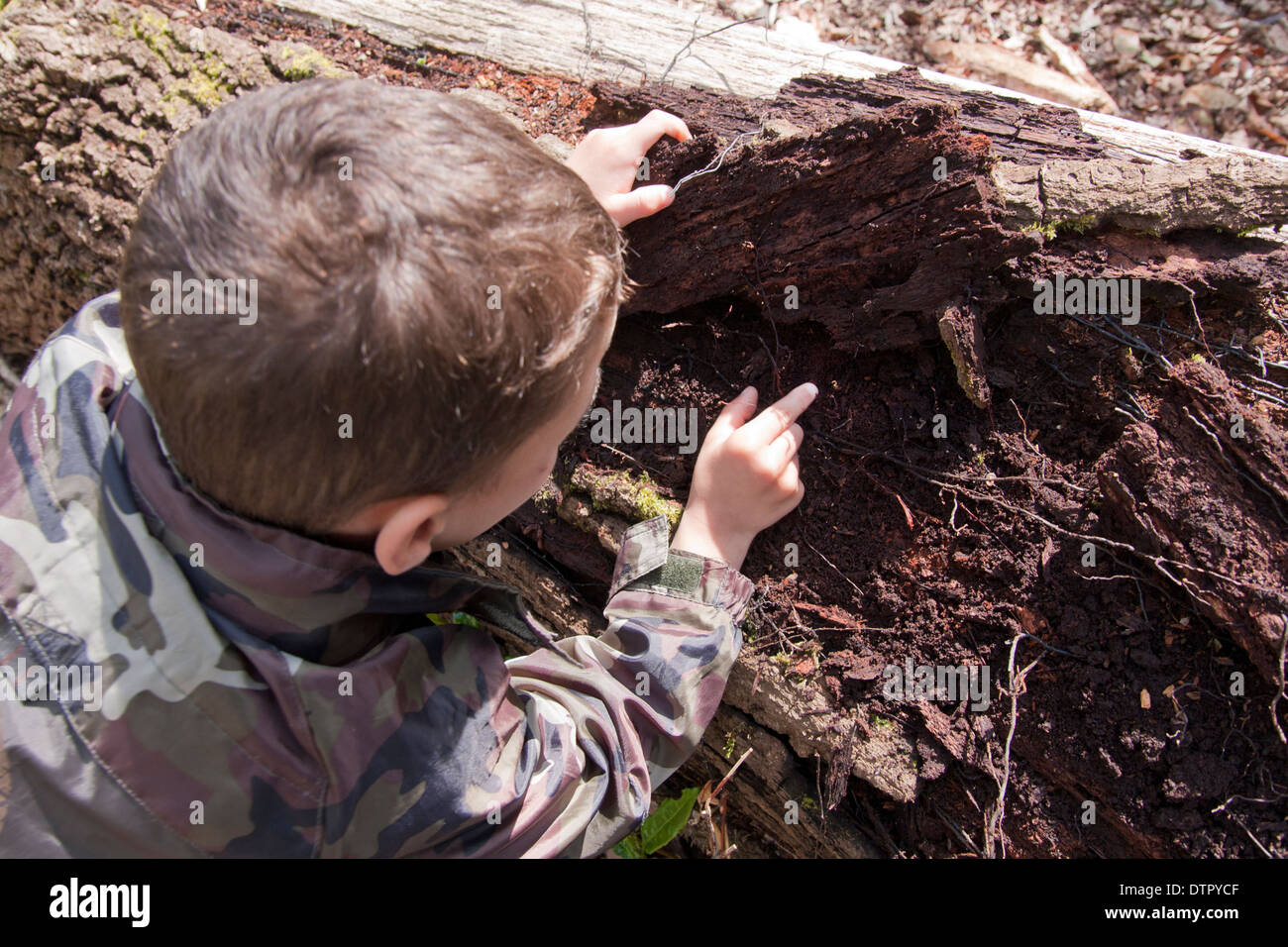 Jeune garçon la chasse aux bogues à décomposer l'arbre Banque D'Images