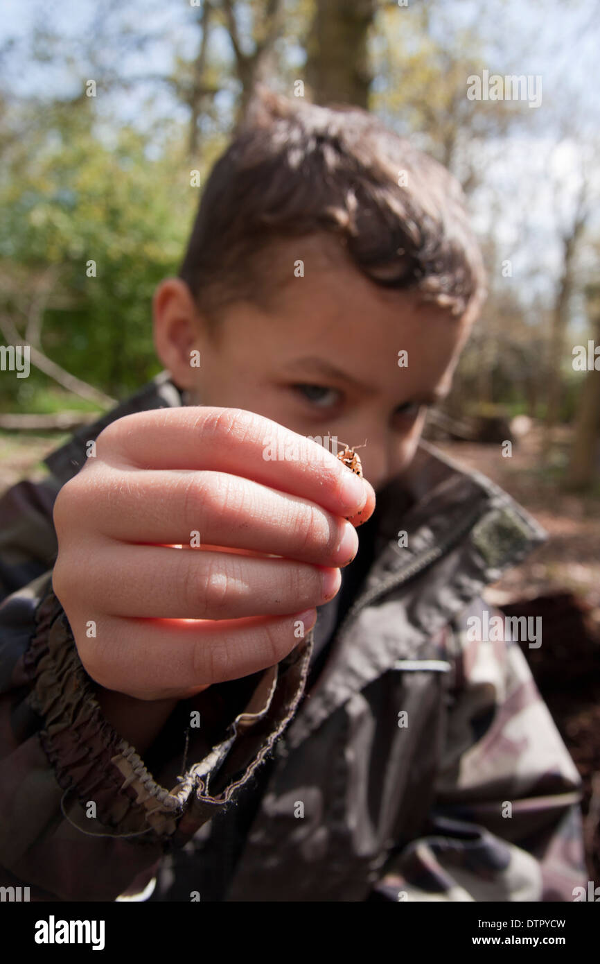 Young boy holding les cloportes trouvés en arbre mort, Sutton Woods, Angleterre Banque D'Images