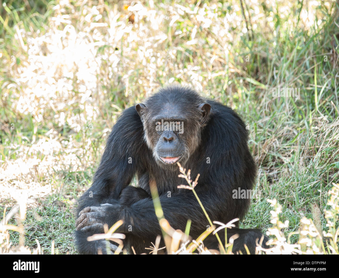 Le chimpanzé, Ol Pejeta, Kenya, Africa Banque D'Images