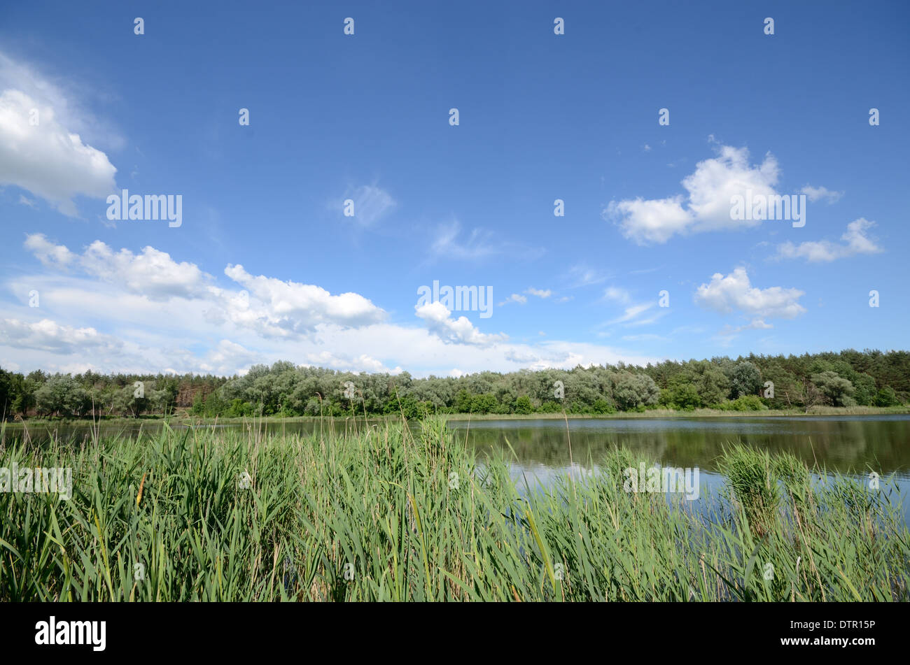 Rive du lac sous blue cloudy sky Banque D'Images