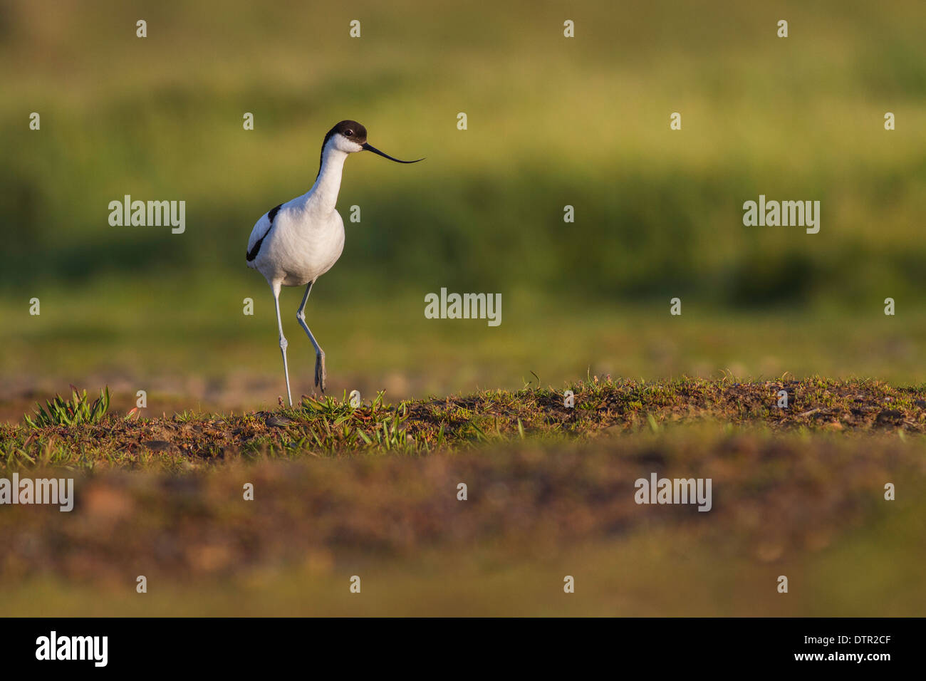Avocette in early morning light Banque D'Images