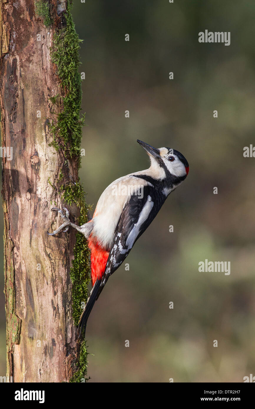 Great spotted woodpecker Dendrocopos major dans un environnement boisé Banque D'Images