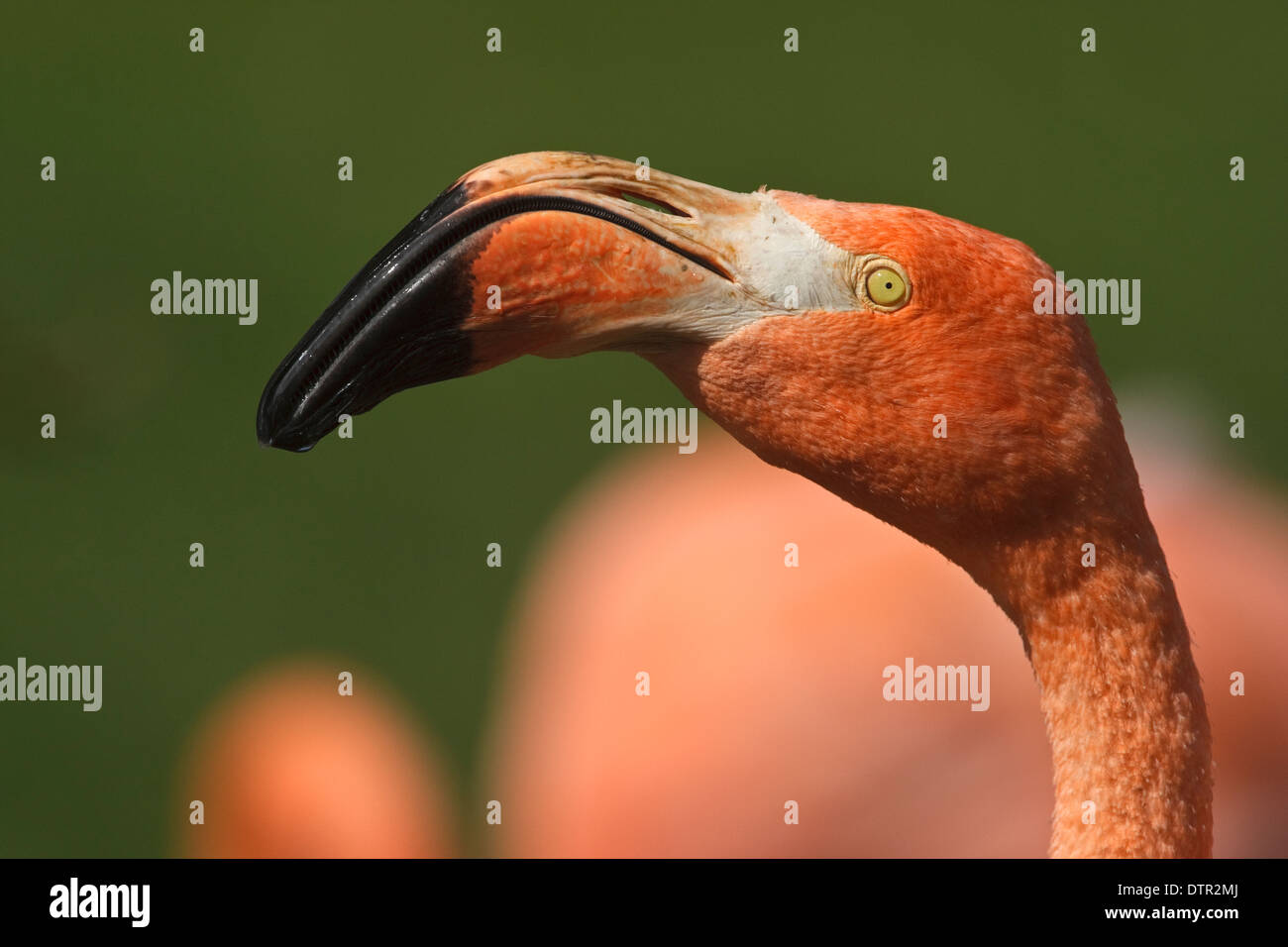Chef de l'American Flamingo (Phoenicopterus ruber ruber) Banque D'Images