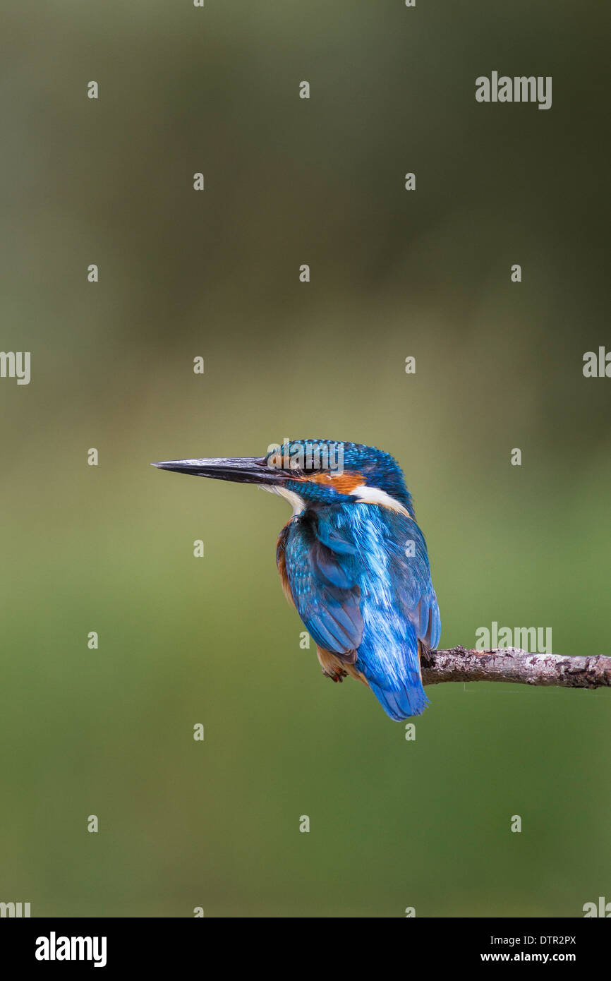 Kingfisher Alcedo atthis perché commun Banque D'Images