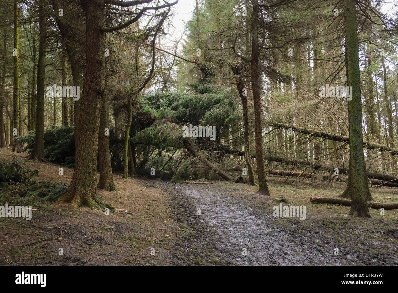 Des vents forts apporter arbres at Beacon est tombé dans le Lancashire Banque D'Images