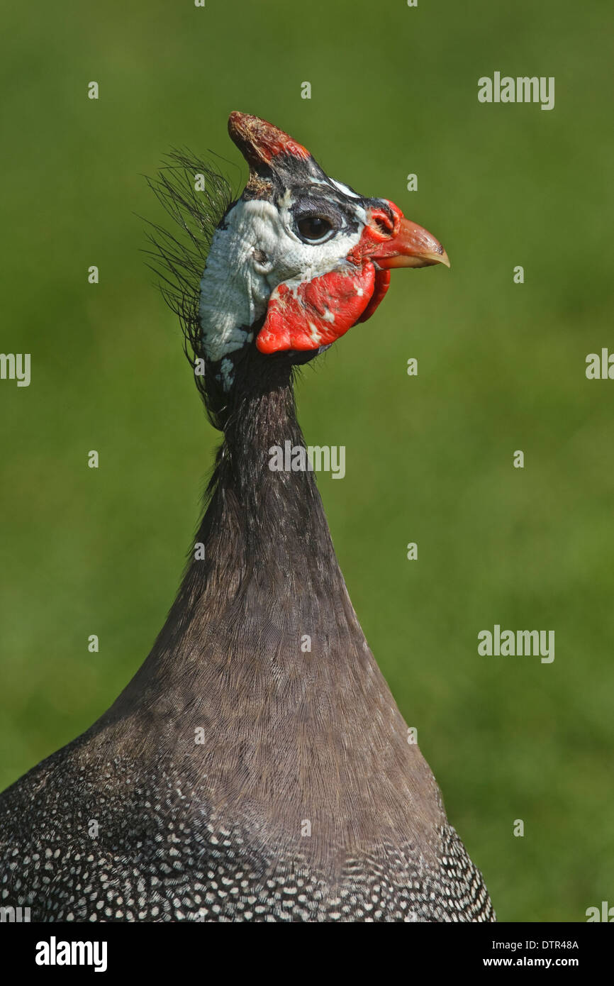 Tête de pintade de Numidie (Numida meleagris) Banque D'Images