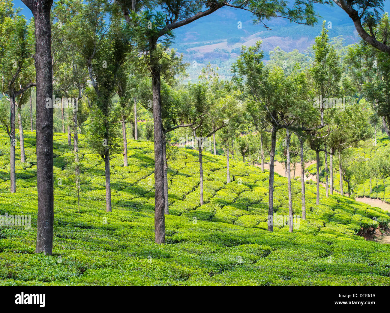 Magnifique paysage de les plantations de thé, Kerala, Inde Banque D'Images