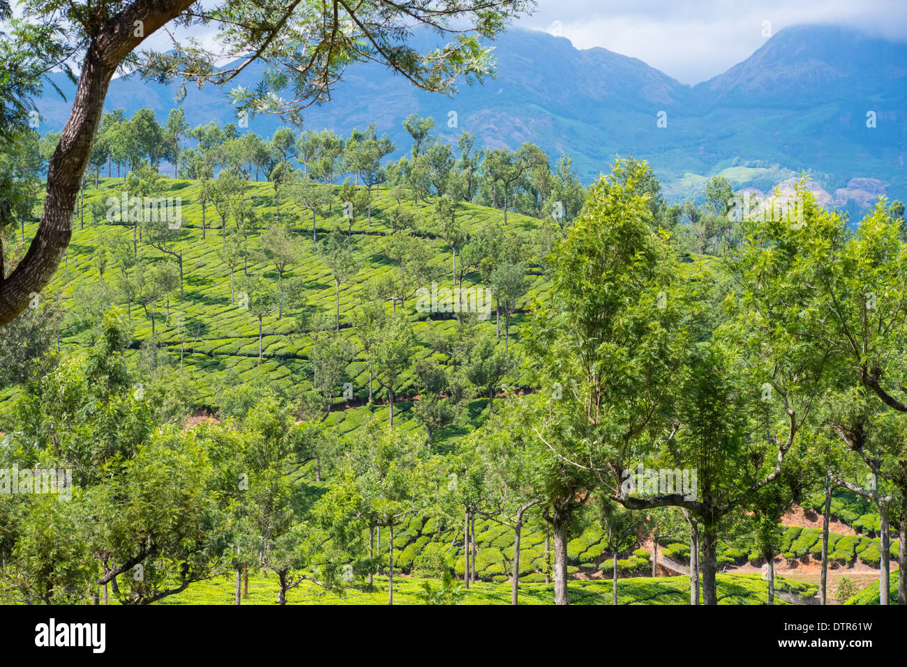 Beau paysage de la plantations de thé avec les montagnes, Munnar, Kerala, Inde Banque D'Images