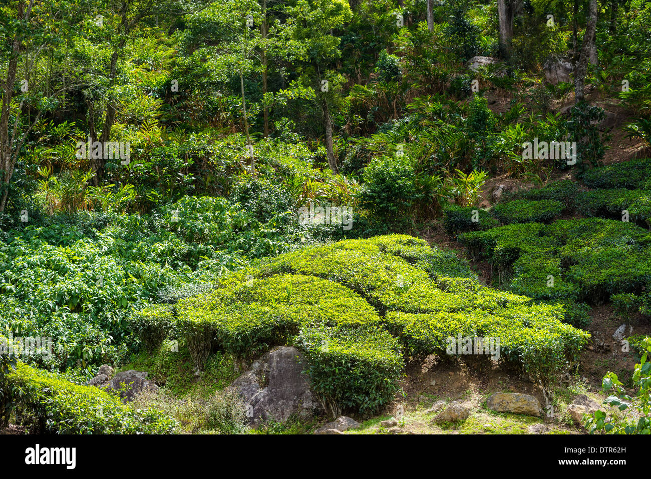 Beau paysage de la partie des plantations de thé, Kerala, Inde Banque D'Images