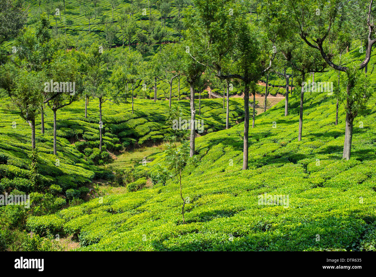 Magnifique paysage de les plantations de thé, Kerala, Inde Banque D'Images