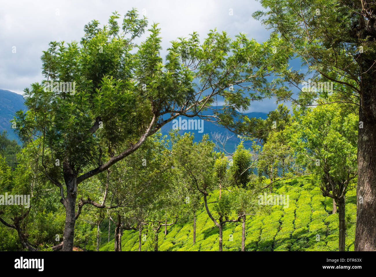 Beau paysage de la plantations de thé avec les montagnes, Kerala, Inde Banque D'Images