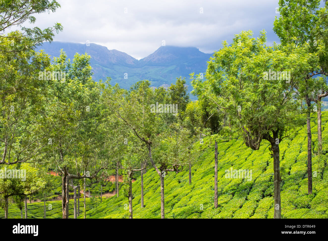 Beau paysage de la plantations de thé avec les montagnes, Kerala, Inde Banque D'Images