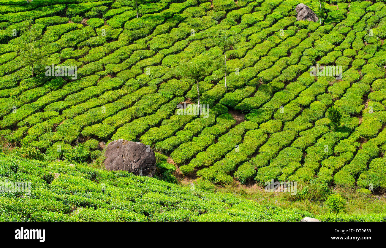 Paysage de l'arrière-plan de plantations de thé, Kerala, Inde Banque D'Images
