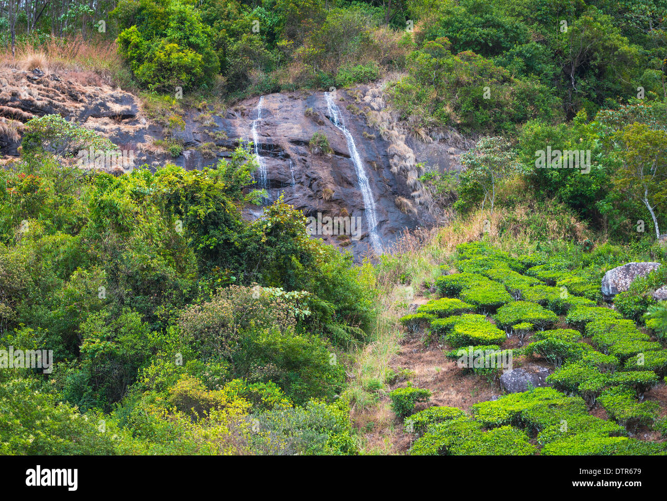 Paysage de la plantations de thé avec les cascades de l'Inde Kerala, Inde Banque D'Images