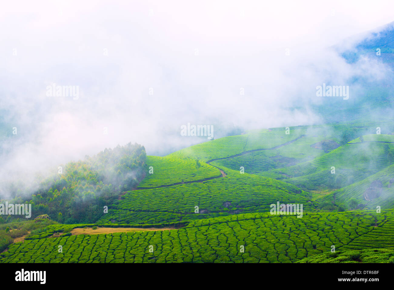 Paysage de la plantations de thé avec du brouillard en Inde, Kerala, Munnar Banque D'Images