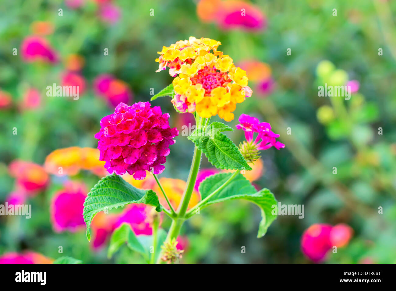 Fleurs rouge et jaune Lantana camara, l'arrière-plan flou Banque D'Images