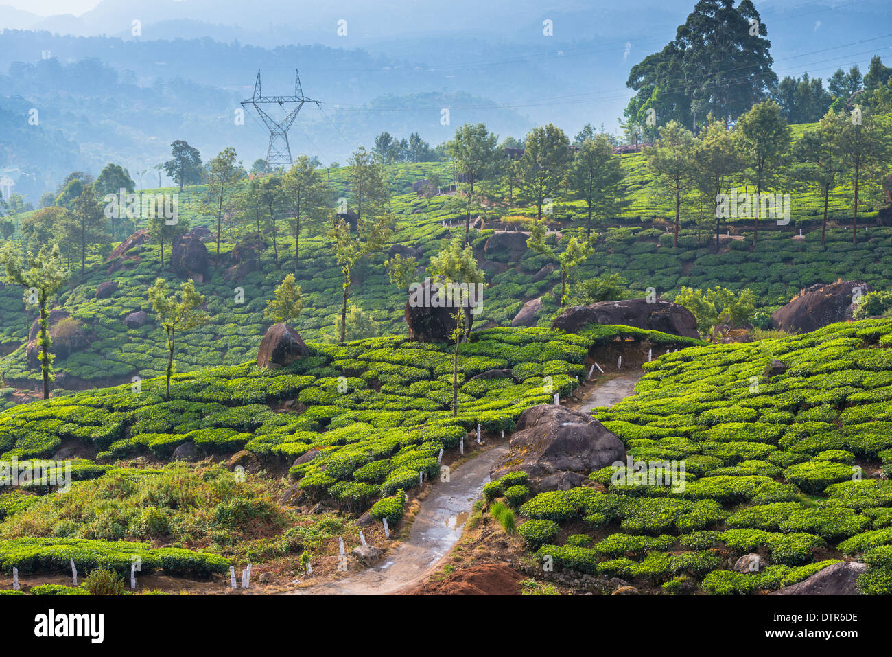 Paysage de la plantations de thé avec la route. Munnar, Kerala, Inde Banque D'Images