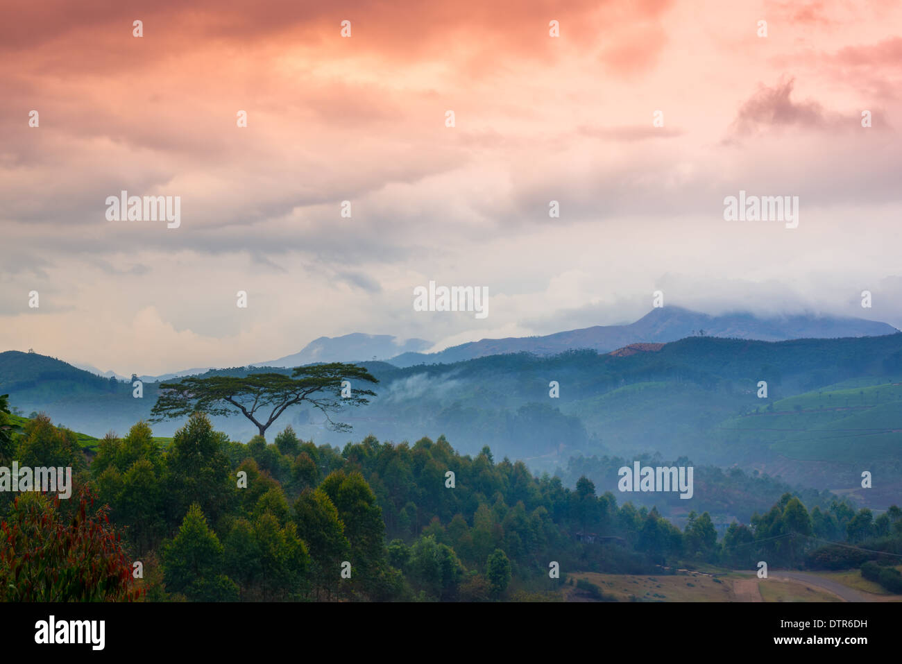 Beau paysage avec un arbre et des montagnes dans une brume avant l'aube Banque D'Images