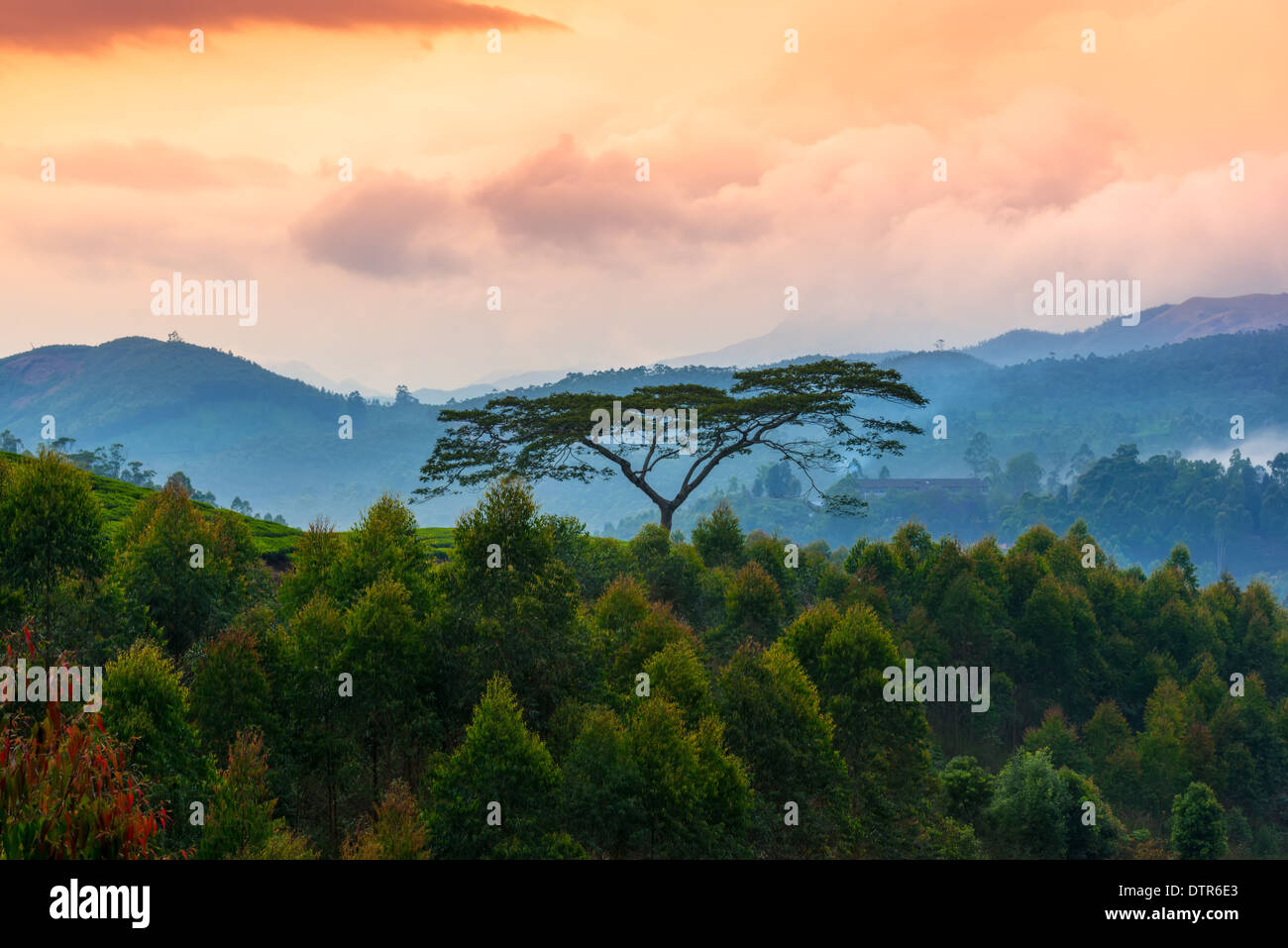 Un beau paysage avec arbres et montagnes dans une brume avant l'aube, l'Inde, le Kerala, munnar Banque D'Images