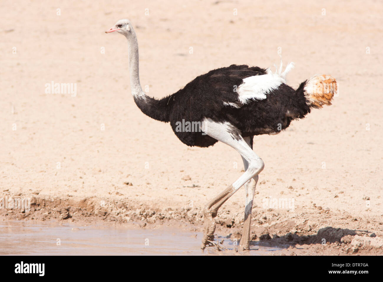 Les autruches dans le désert du Kalahari (Struthio camelus) Banque D'Images