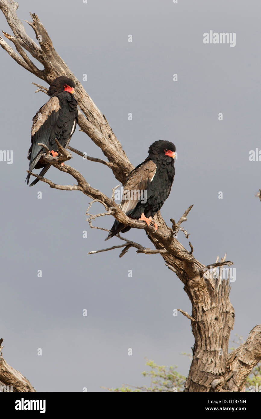 L'aigle bateleur dans le désert du Kalahari Banque D'Images