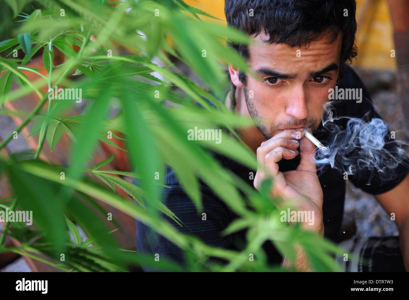 (140223) -- Montevideo, 23 février 2014 (Xinhua) -- Image prise le 20 février 2014, montre un homme à côté de fumer du cannabis de sa récolte en extérieur à son domicile, à Montevideo, capitale de l'Uruguay. Le Parlement européen a approuvé le 10 décembre 2013, une loi qui a fait l'Uruguay le premier pays au monde à avoir un marché légal du cannabis, de sa culture à la vente, qui sera dans les pharmacies. Conformément à la loi, chaque personne intéressée, et déjà enregistré, peut acheter une quantité de 40 grammes de marihuana par mois, et la loi prévoit la possibilité d'une récolte personnelle jusqu'à six plants par famille et 480 grammes de har Banque D'Images