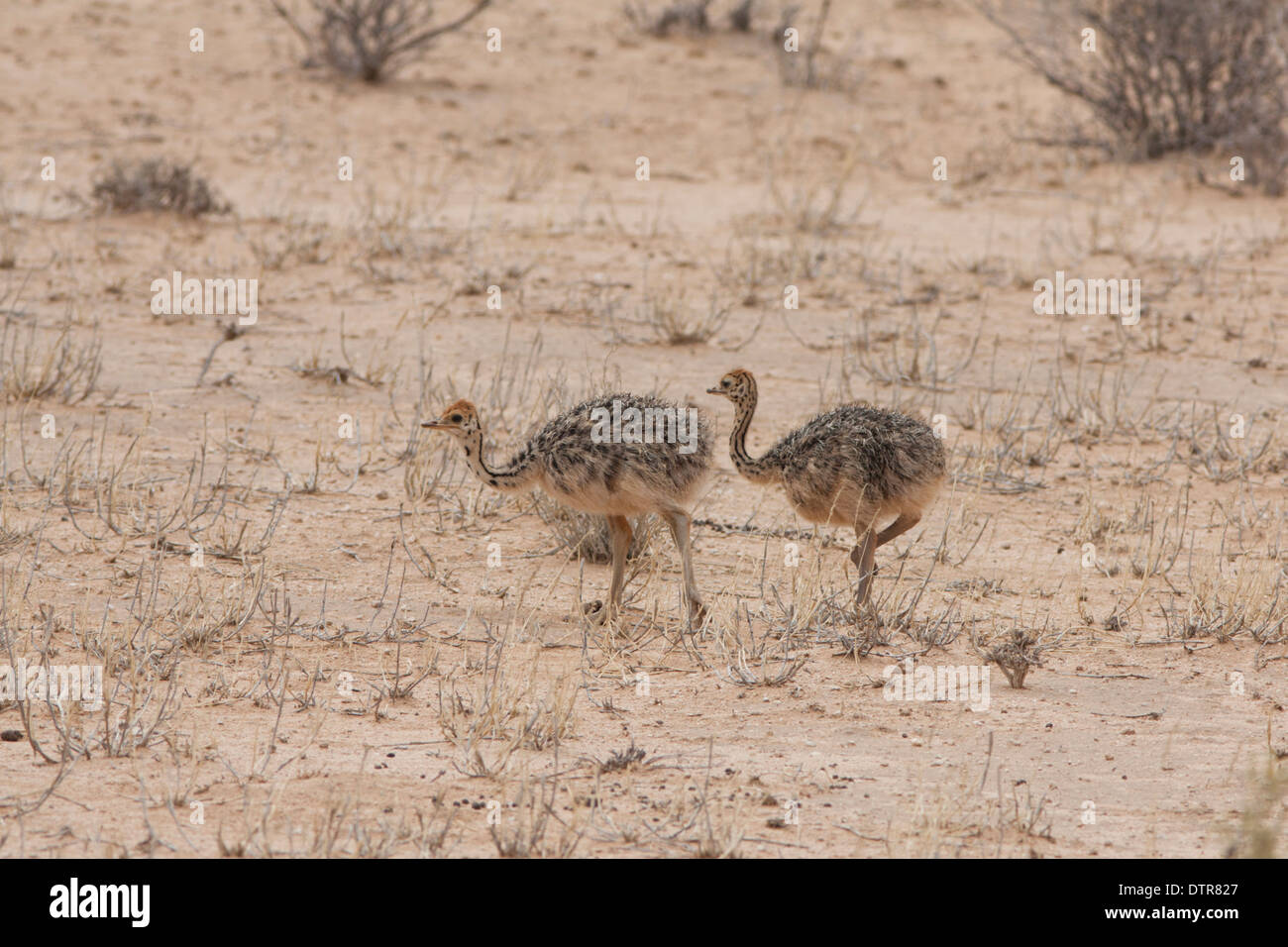 Les jeunes d'Autruche (Struthio camelus) dans le désert du Kalahari Banque D'Images