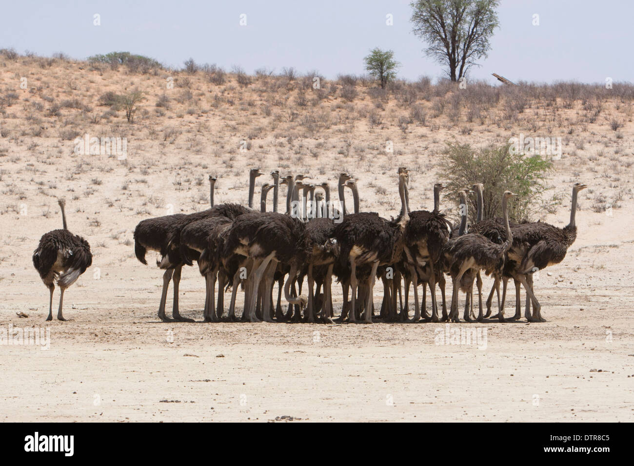 Un troupeau d'autruches dans le désert du Kalahari (Struthio camelus) Banque D'Images