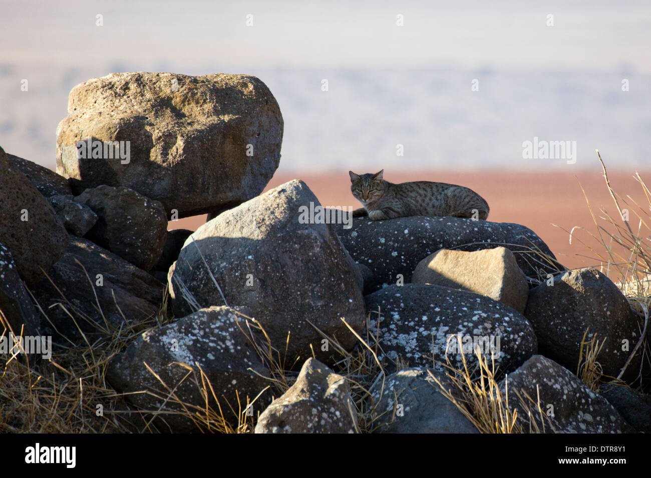 Un chat sauvage (Felis silvestris) Banque D'Images