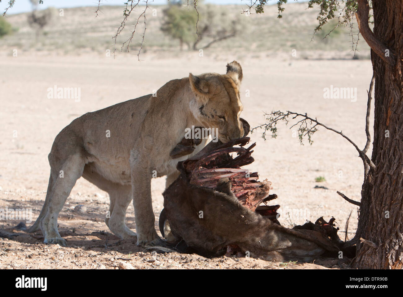 L'African Lion avec kill dans le désert du Kalahari Banque D'Images