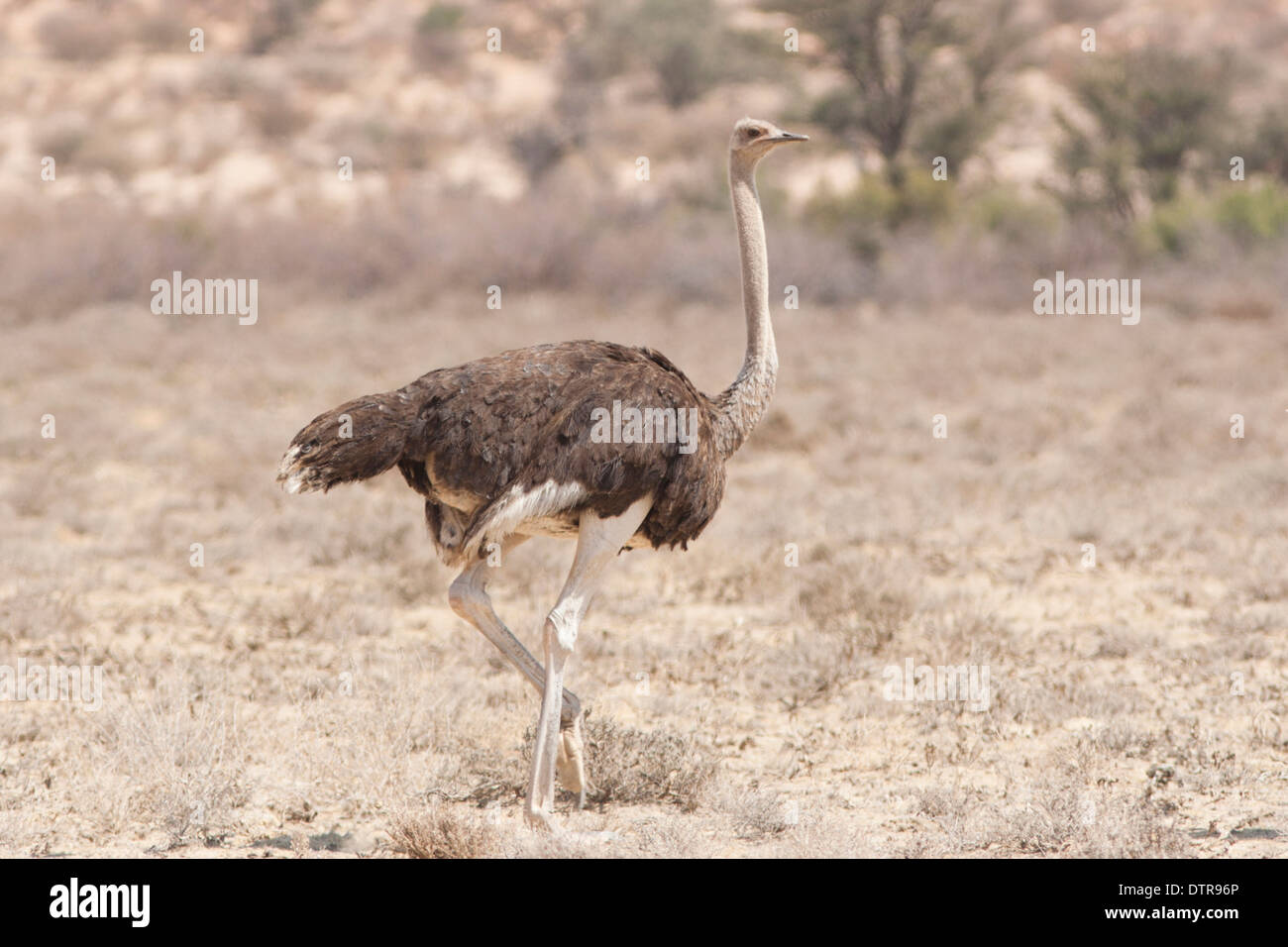 Dans le désert de Kalahari autruches (Struthio camelus) Banque D'Images