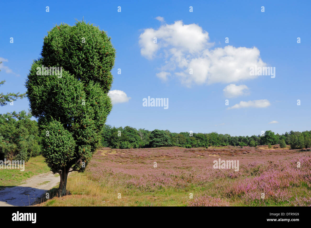 Le genévrier commun (Juniperus communis) dans blooming landes, Westruper Heide, Rhénanie du Nord-Westphalie, Allemagne Banque D'Images