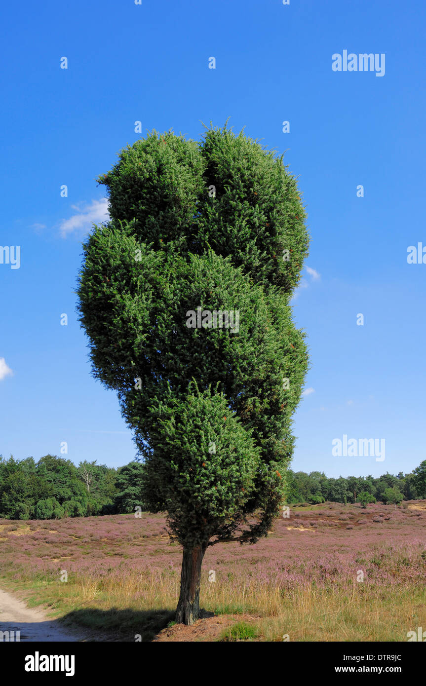 Le genévrier commun (Juniperus communis) dans blooming landes, Westruper Heide, Rhénanie du Nord-Westphalie, Allemagne Banque D'Images